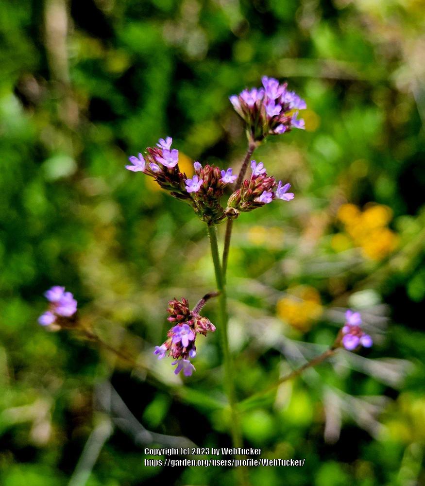 Photo of Tall Verbena (Verbena bonariensis) uploaded by WebTucker