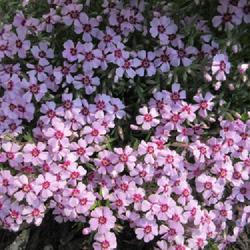 Location: Toronto, Ontario
Date: 2023-05-09
This variety is Phlox subulata 'Eye Candy'. (Doesn't have its own