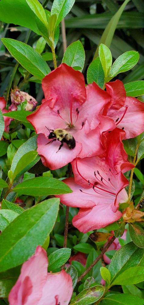 Photo of Rhododendrons (Rhododendron) uploaded by FurryRoseBear