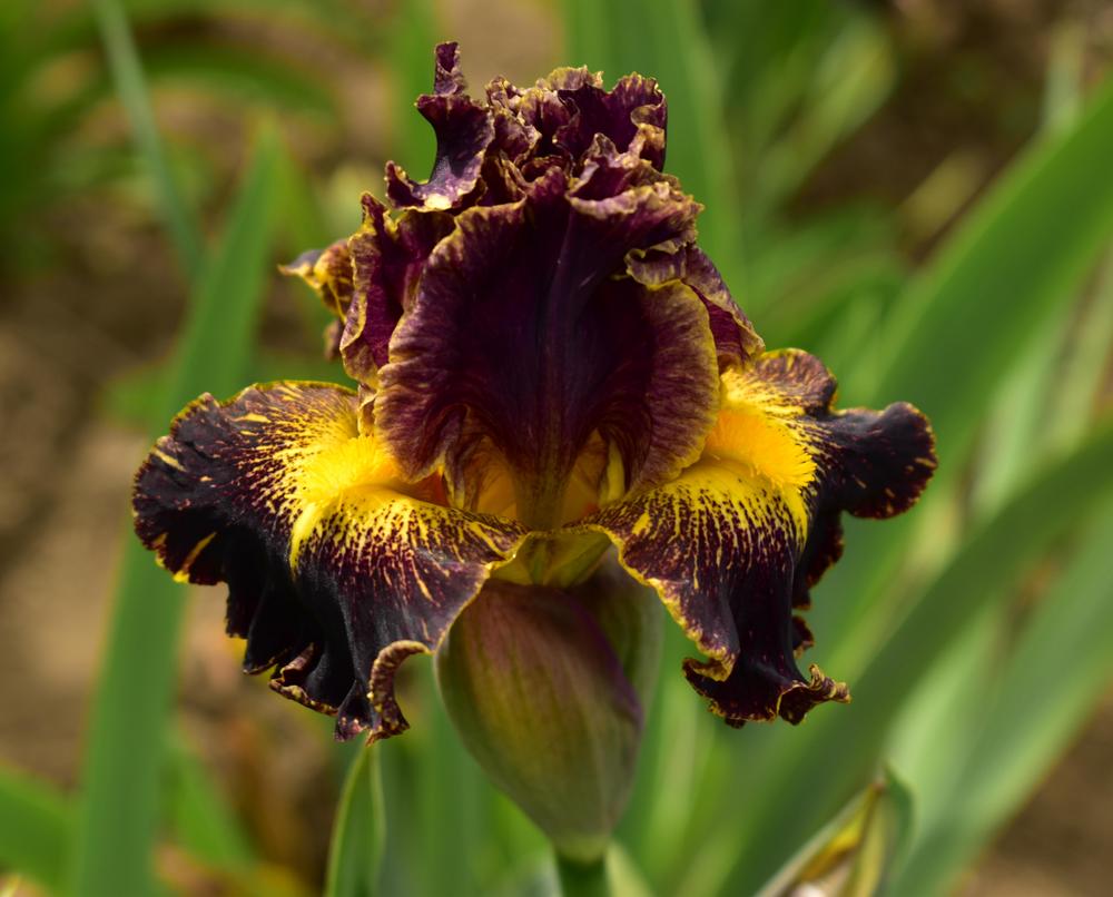 Photo of Intermediate Bearded Iris (Iris 'Lumistreak') uploaded by Gina_C