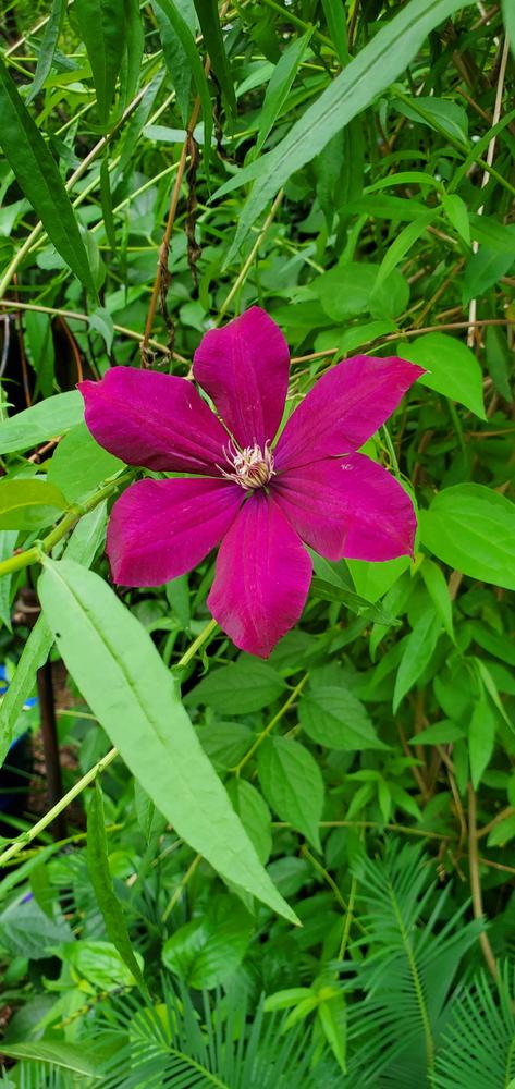 Photo of Clematis uploaded by FurryRoseBear