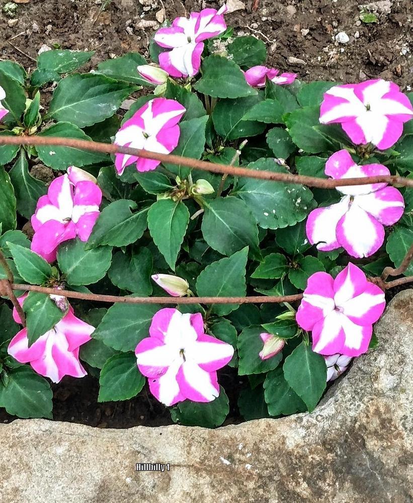 Photo of Impatiens uploaded by HoodLily