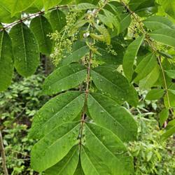 Location: Aberdeen, NC Pages Lake park
Date: May 14, 2023
Poison Sumac # 444; RAB p. 677, 110-1-1;  "Ancient Greek name."; 