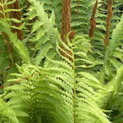 Location: Southern Maine
Date: May 27 2021
Beautiful and hardy.  These ferns are over 3 decades old.