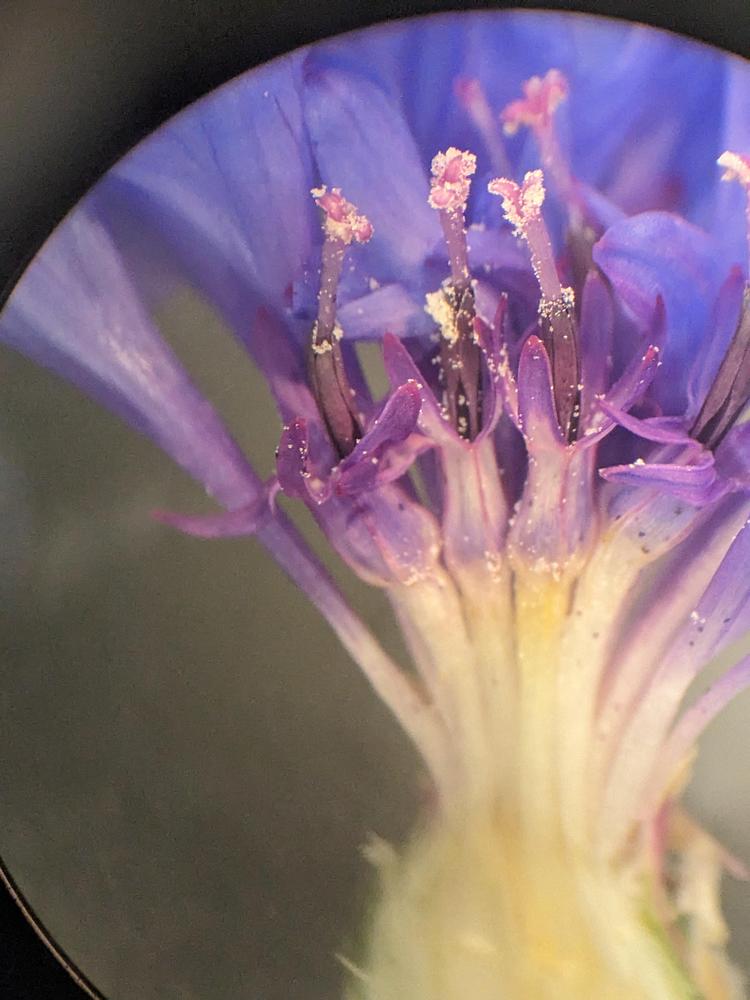 Photo of Bachelor's Buttons (Centaurea cyanus) uploaded by mslauriejean