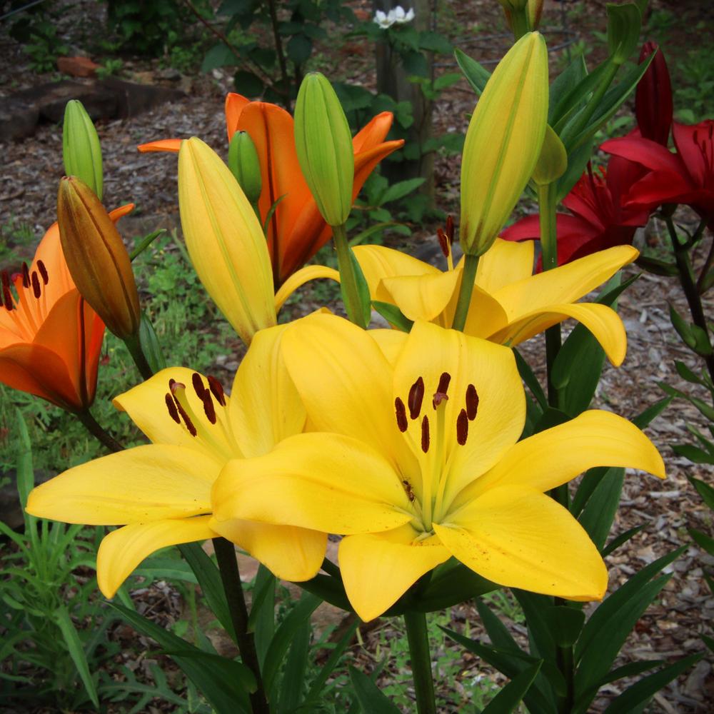 Photo of Lilies (Lilium) uploaded by LoriMT