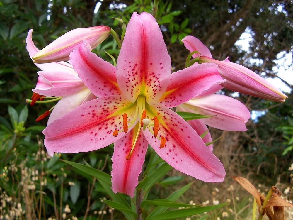 Photo of Lilies (Lilium) uploaded by scvirginia