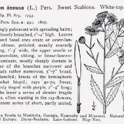 
Date: c.1913
illustration from Britton and Brown's 'An illustrated Flora of th