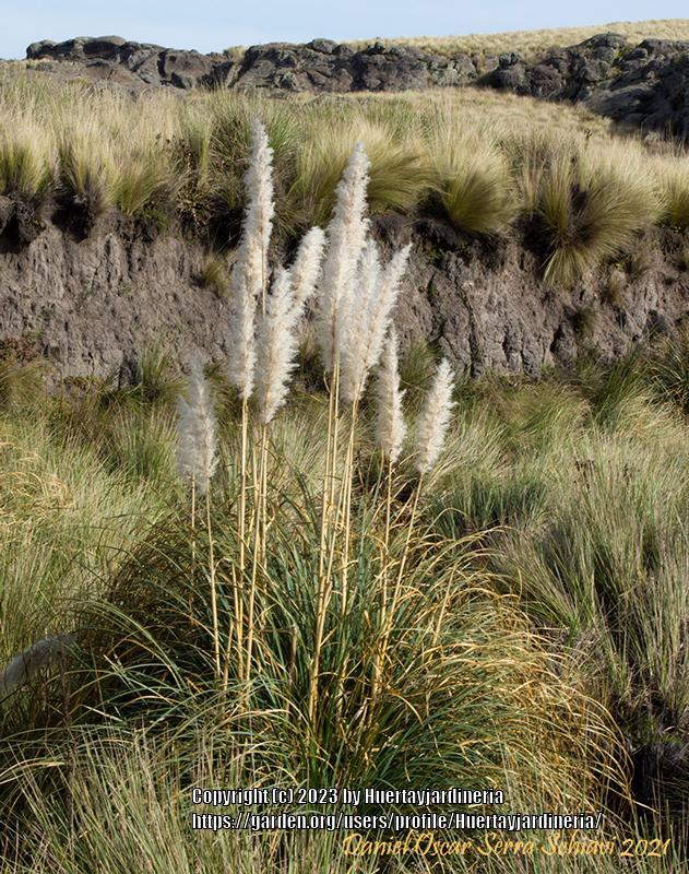 Photo of Uruguayan Pampas Grass (Cortaderia selloana) uploaded by Huertayjardineria