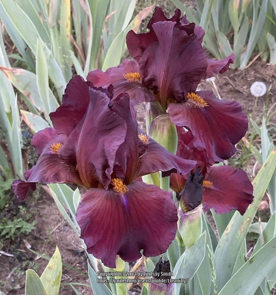 Photo of Intermediate Bearded Iris (Iris 'Red Zinger') uploaded by Lbsmitty