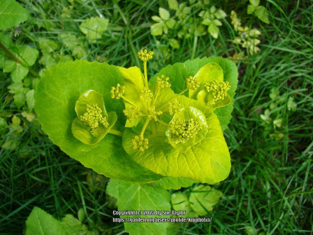Photo of Smyrnium perfoliatum uploaded by kniphofia