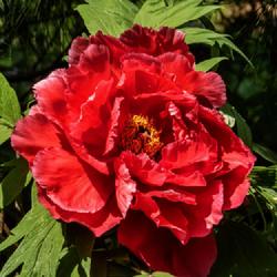 Location: W E Upjohn Peony Garden, Nichols Arboretum, Ann Arbor
Date: 2023-05-17
A true red among tree peonies.  Even though this bloom is in its 