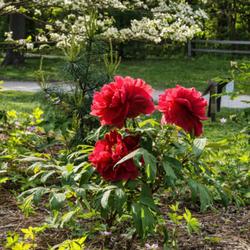 Location: W E Upjohn Peony Garden, Nichols Arboretum, Ann Arbor
Date: 2016-05-21
This was taken either the first or the second spring after its fa