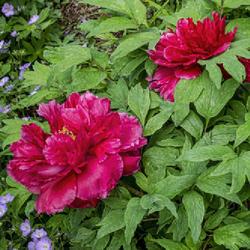 Location: W E Upjohn Peony Garden, Nichols Arboretum, Ann Arbor
Date: 2019-05-28
Color fading or bleaching can occur as blooms age, but in my expe
