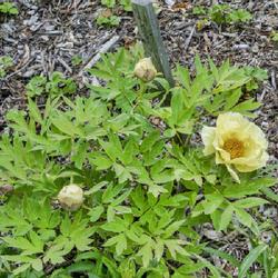 Location: W E Upjohn Peony Garden, Nichols Arboretum, Ann Arbor
Date: 2019-05-25
A young specimen, planted fall, 2017, and photographed spring, 20