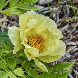 Location: W E Upjohn Peony Garden, Nichols Arboretum, Ann Arbor
Date: 2019-05-25
Bloom on a young plant (2nd year after planting)