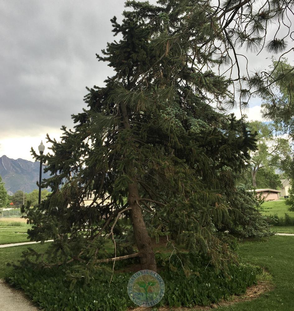Photo of Rocky Mountain Bristlecone Pine (Pinus aristata) uploaded by BlueOddish