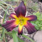 First daylily bloom of 2023. Potentially a rebloom for this early