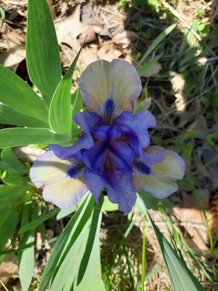 Photo of Standard Dwarf Bearded Iris (Iris 'Blueberry Tart') uploaded by pixie62560