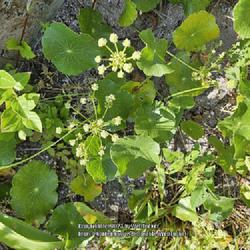 Location: Fort Fisher, North Carolina (dune complex)
Date: May 25, 2023
Largeleaf Pennywort #460; RAB p. 764, 140-1-2; AG page 210, 48-34