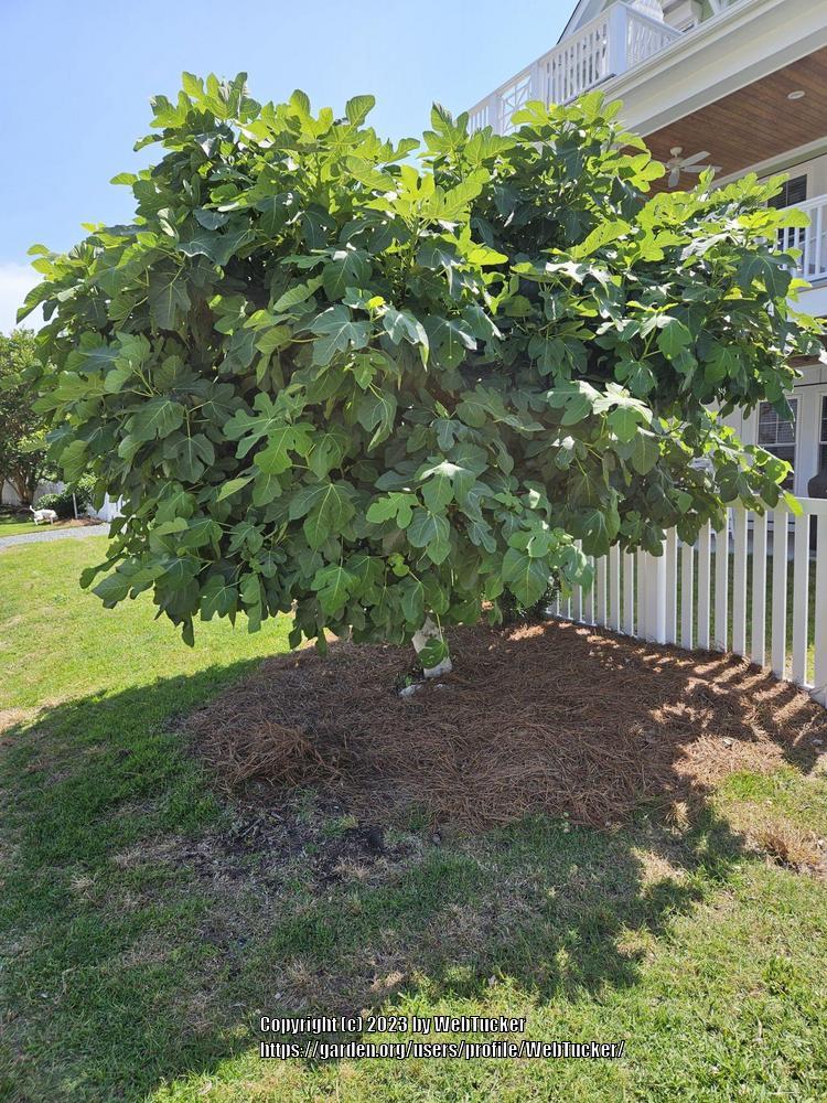 Photo of Figs (Ficus carica) uploaded by WebTucker