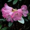photo of pink form by John McQuire via Trees and Shrubs Online: h