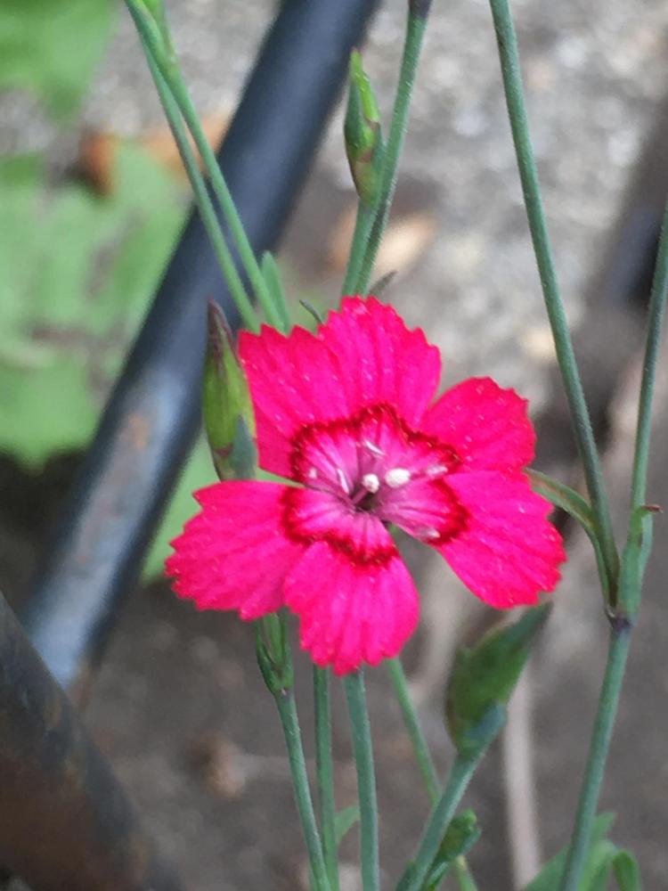 Photo of Maiden Pink (Dianthus deltoides) uploaded by antsinmypants