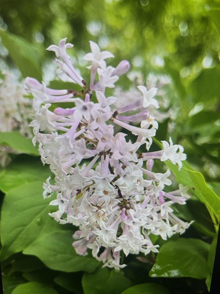 Photo of Lilacs (Syringa) uploaded by cwhitt
