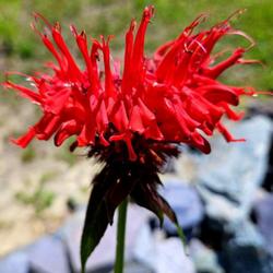 Location: Aberdeen, NC (S. Sycamore street)
Date: June 3, 2023
Bee Balm # 473; RAB p. 913, 164-23-1; AG p. 413, 82-19-1; MBG, "G