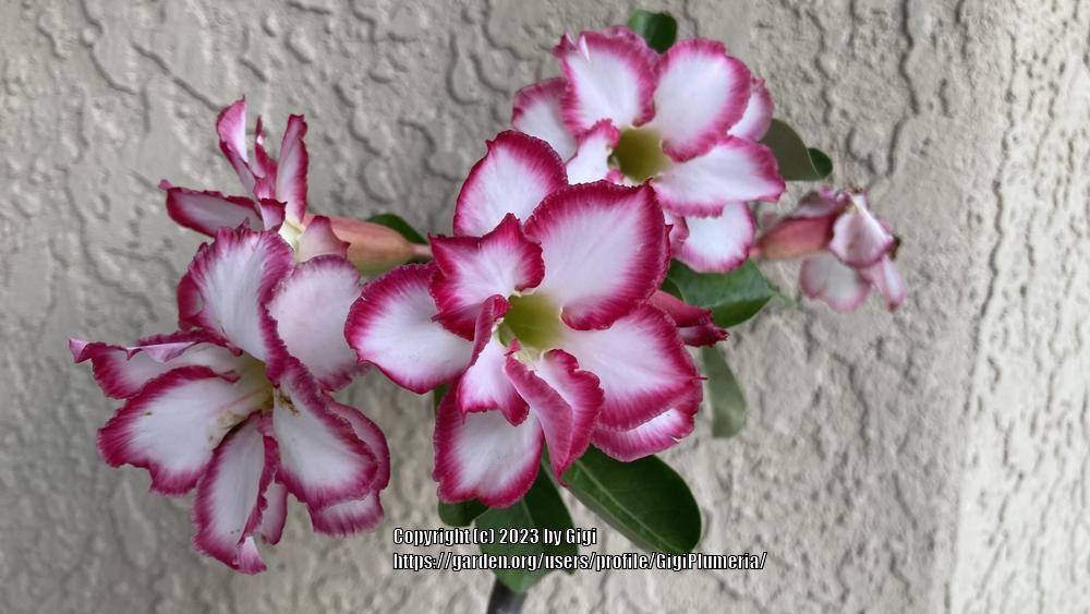 Photo of Desert Rose (Adenium obesum 'Double Noble') uploaded by GigiPlumeria