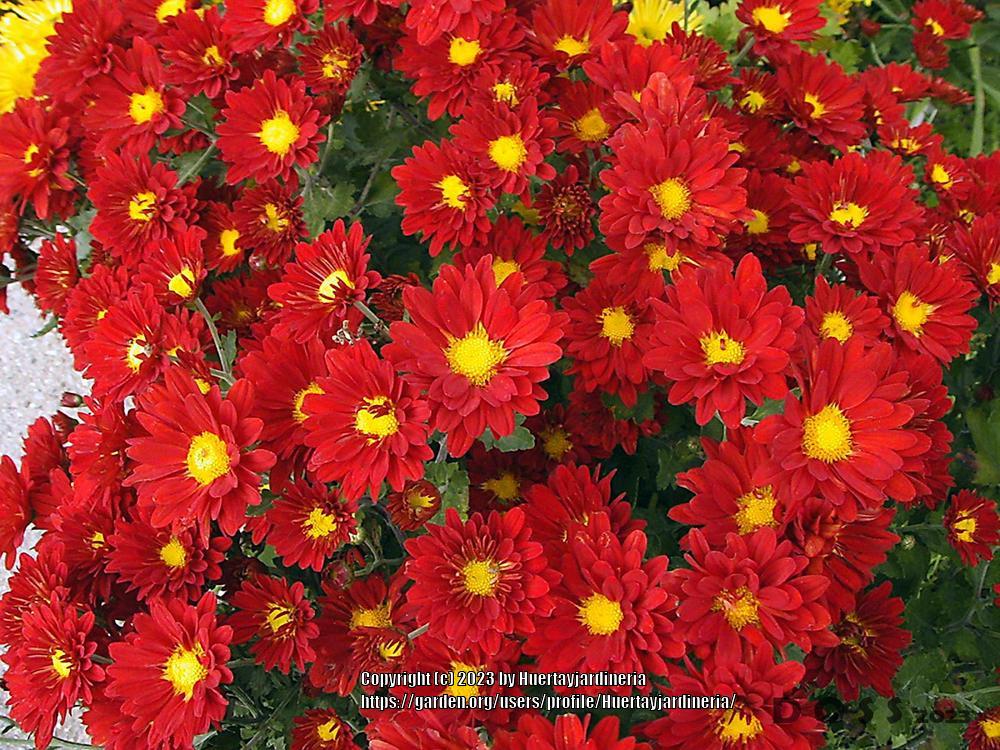 Photo of Chrysanthemum uploaded by Huertayjardineria