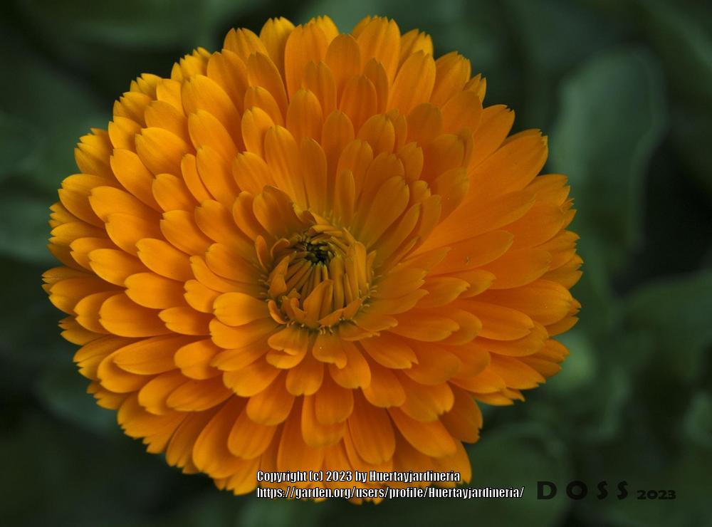 Photo of Pot Marigold (Calendula officinalis) uploaded by Huertayjardineria