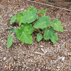 Location: Southern Pines, NC (Boyd House garden)
Date: June 5, 2023
Elephant ears number 76 nn; LHB p. 189, 29-2-?, "Variant of Coloc