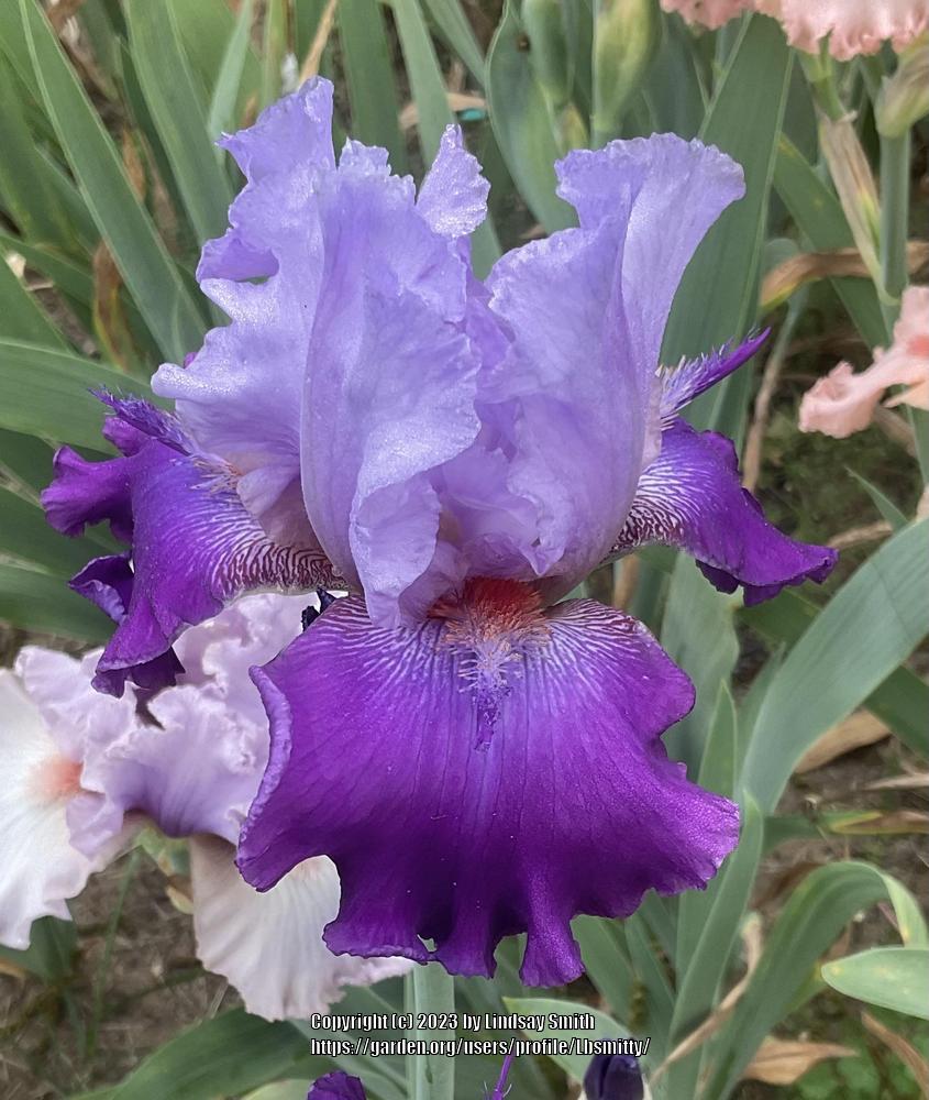 Photo of Tall Bearded Iris (Iris 'Runaround Sue') uploaded by Lbsmitty