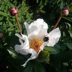 Location: My garden in Ontario, Canada
Date: 2023-06-06
Bee-loved