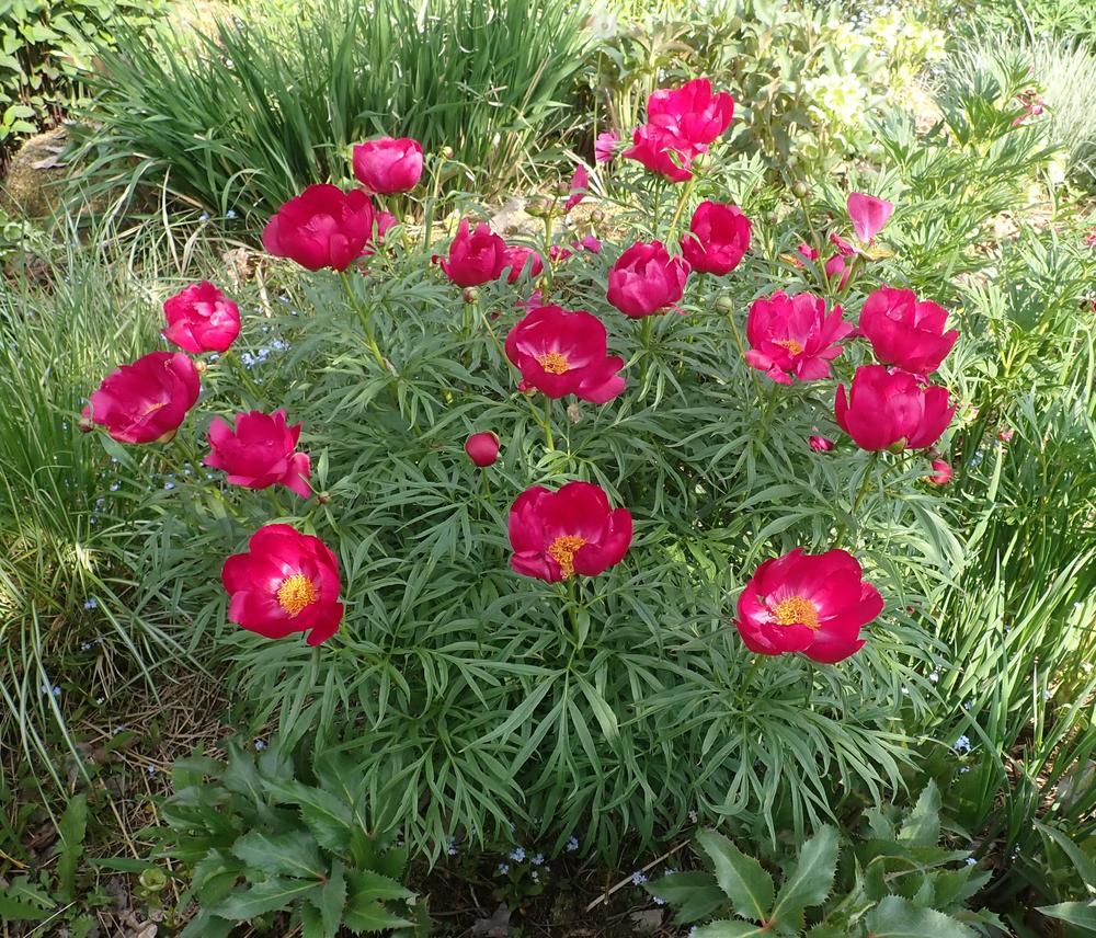 Photo of Peonies (Paeonia) uploaded by Vals_Garden