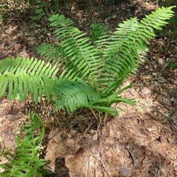Location: Aberdeen, NC Pages Lake park (NW)
Date: June 9, 2023
Cinnamon fern #123; RAB page 13, 7-1-1; LHB page 74, 2-1-2, "From