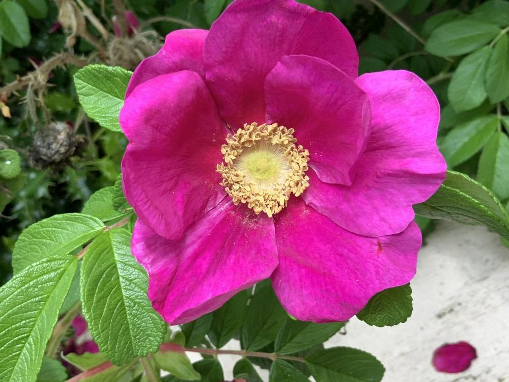 Photo of Beach Rose (Rosa rugosa) uploaded by bumplbea