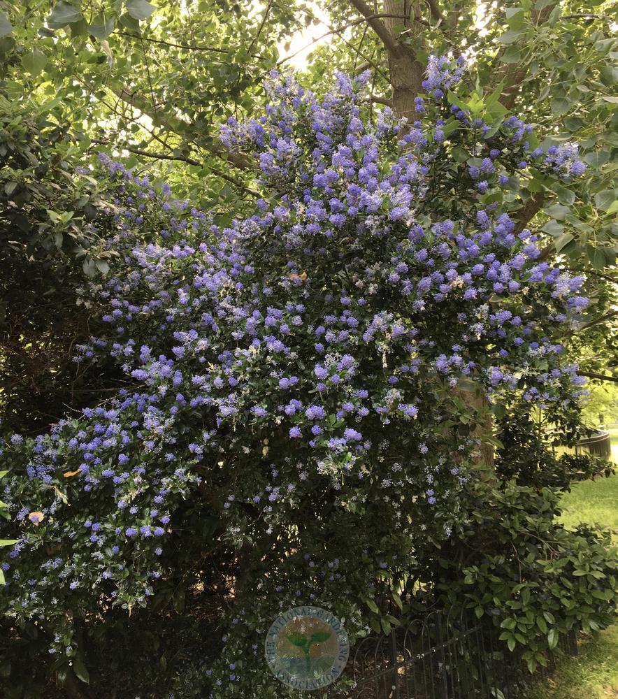 Photo of California Lilac (Ceanothus) uploaded by BlueOddish