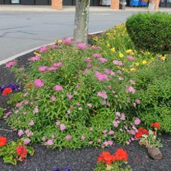 Location: Reading, Pennsylvania
Date: 2023-06-12
in bloom in a parking lot island