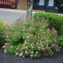 Location: Reading, Pennsylvania
Date: 2023-06-12
a shrub in bloom in a parking lot island
