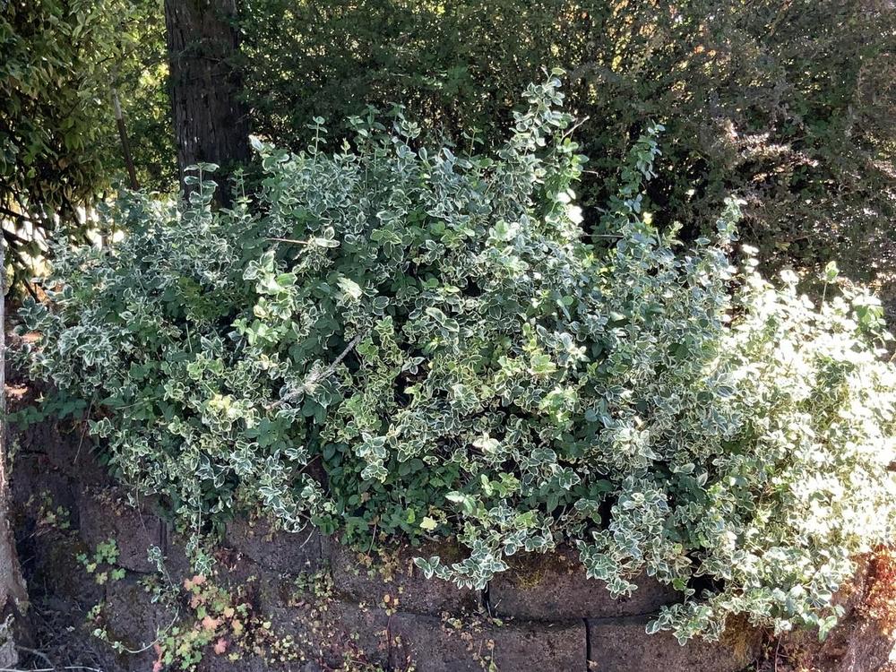 Photo of Wintercreeper (Euonymus fortunei var. radicans 'Emerald Gaiety') uploaded by bumplbea