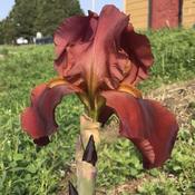 First Iris Bloom of the Season