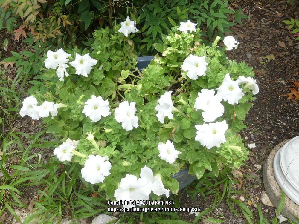Photo of Petunias (Petunia) uploaded by Peggy8b