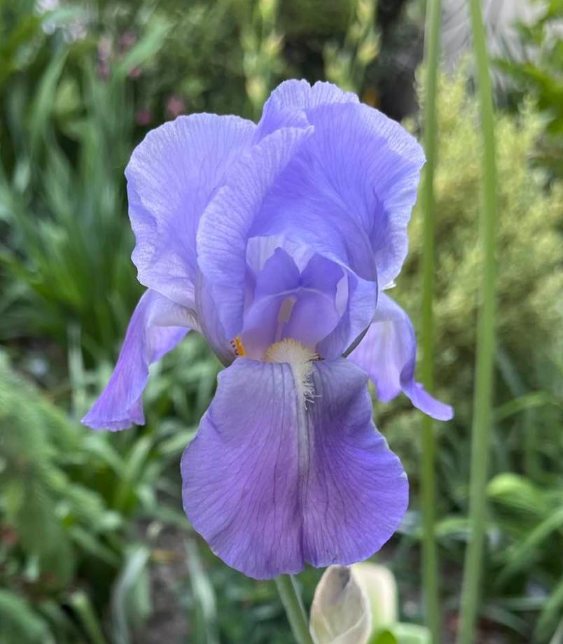 Photo of Species Iris (Iris pallida) uploaded by MaryDurtschi