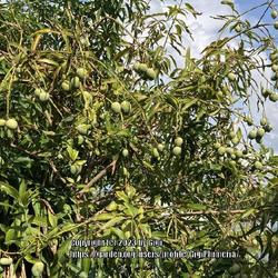 Location: My garden in Tampa, Florida
Date: 2023-06-22
My mangoes are starting to ripen.