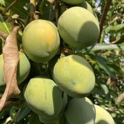 Location: My garden in Tampa, Florida
Date: 2023-06-22
Yummy mangoes, if harvested before they are fully ripe.