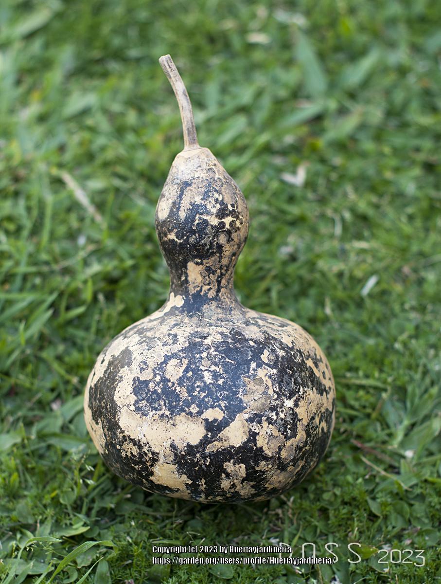 Photo of Gourd (Lagenaria siceraria 'Straightneck Wren House') uploaded by Huertayjardineria