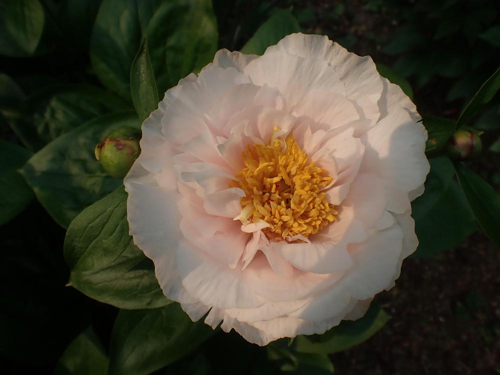 Photo of Peony (Paeonia 'Blushing Princess') uploaded by Vals_Garden