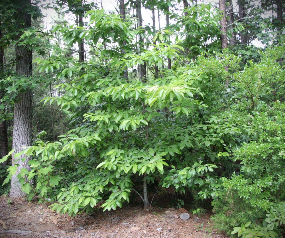 Photo of Sourwood (Oxydendrum arboreum) uploaded by LoriMT